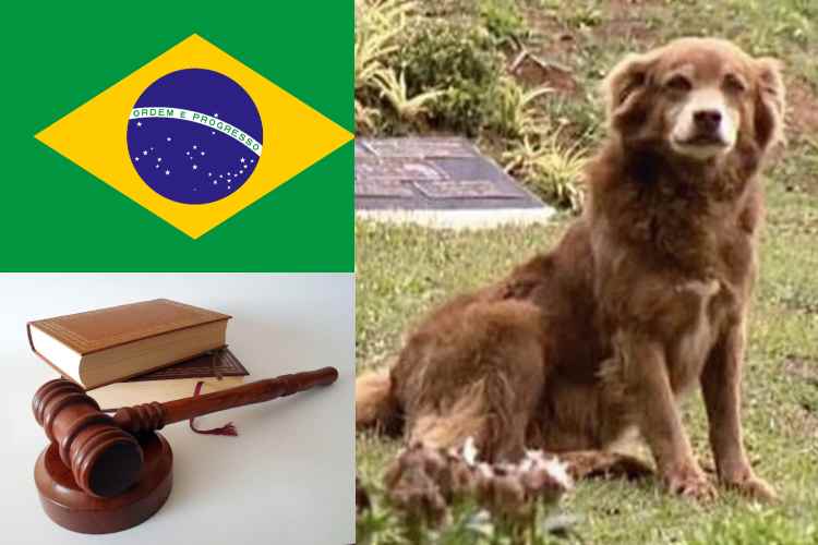 São Paulo aprueba ley que mantiene a los animales junto a sus dueños

 – Colombia informa